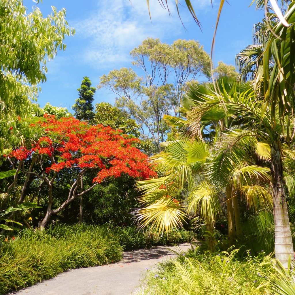 Le domaine du café grillé à Saint Pierre la Réunion